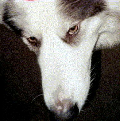 akla-face