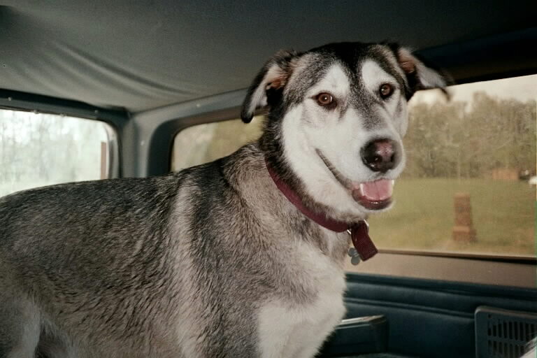 bear-t-dog